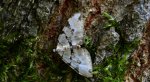 Paśnik zieleniak (Colostygia pectinataria)