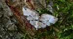 Paśnik zieleniak (Colostygia pectinataria)