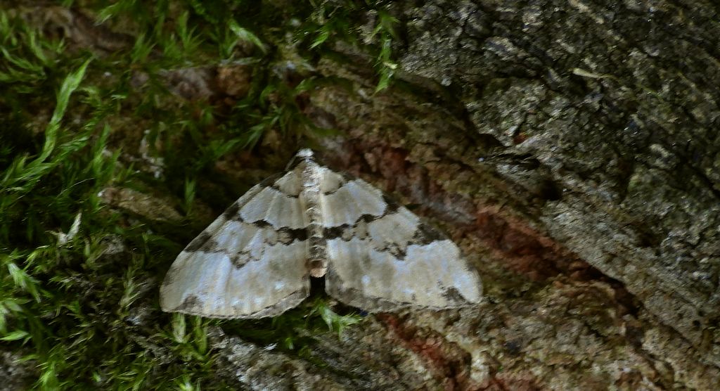 Paśnik zieleniak (Colostygia pectinataria)