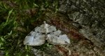 Paśnik zieleniak (Colostygia pectinataria)