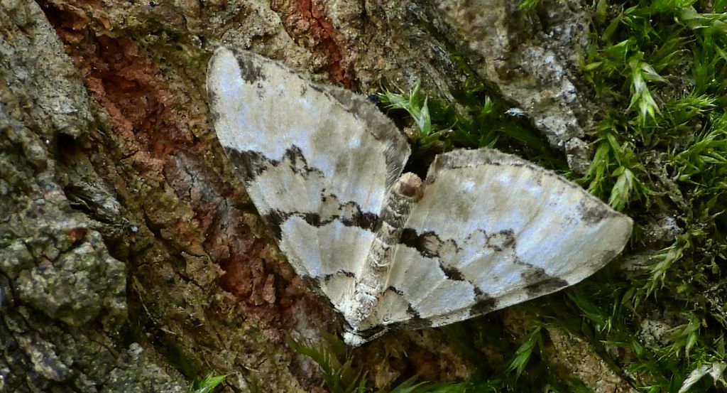 Paśnik zieleniak (Colostygia pectinataria)