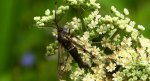 Przeziernik olchowiec (Synanthedon spheciformis)