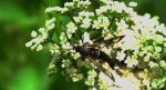 Przeziernik olchowiec (Synanthedon spheciformis)