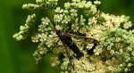 Przeziernik olchowiec (Synanthedon spheciformis)