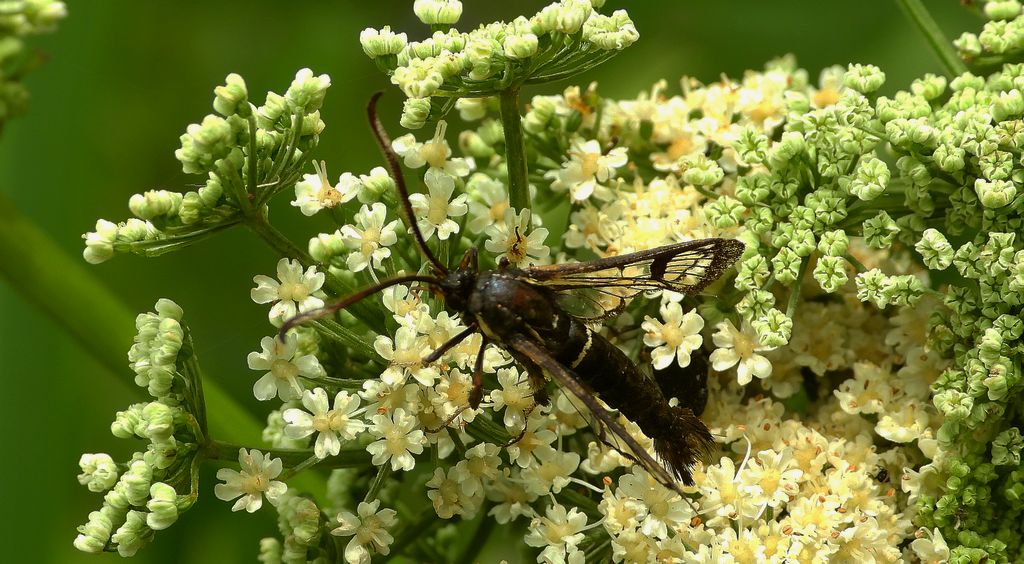 Przeziernik olchowiec (Synanthedon spheciformis)