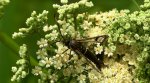 Przeziernik olchowiec (Synanthedon spheciformis)