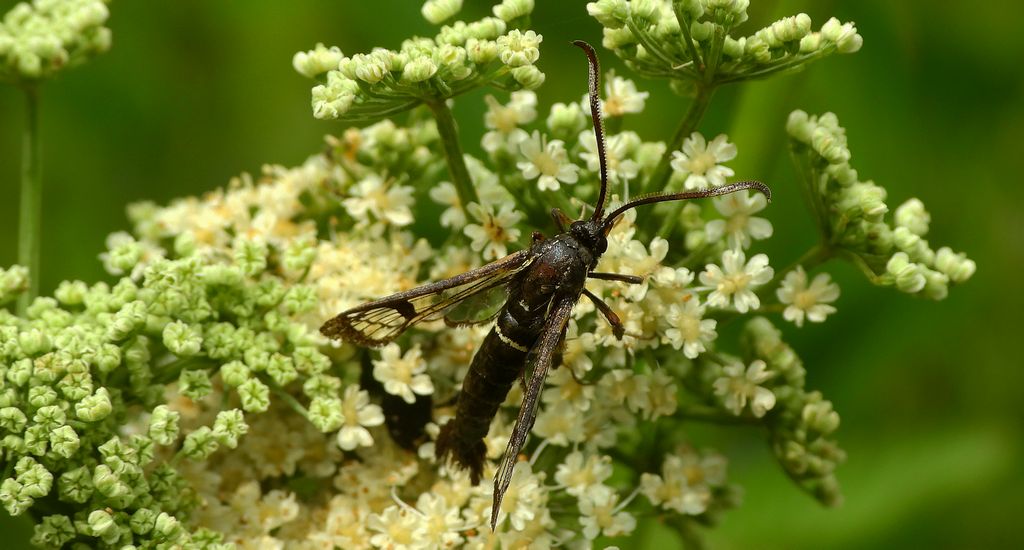 Przeziernik olchowiec (Synanthedon spheciformis)