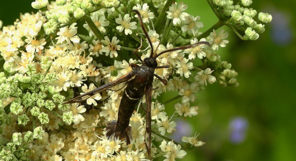 Przeziernik olchowiec (Synanthedon spheciformis)