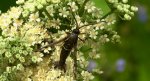Przeziernik olchowiec (Synanthedon spheciformis)