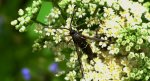 Przeziernik olchowiec (Synanthedon spheciformis)