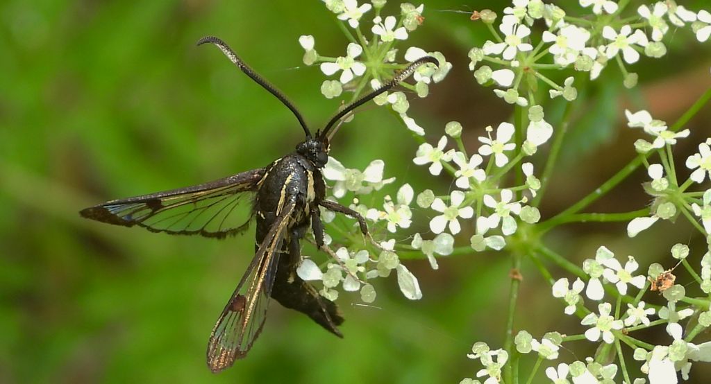 Przeziernik olchowiec (Synanthedon spheciformis)