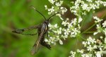 Przeziernik olchowiec (Synanthedon spheciformis)