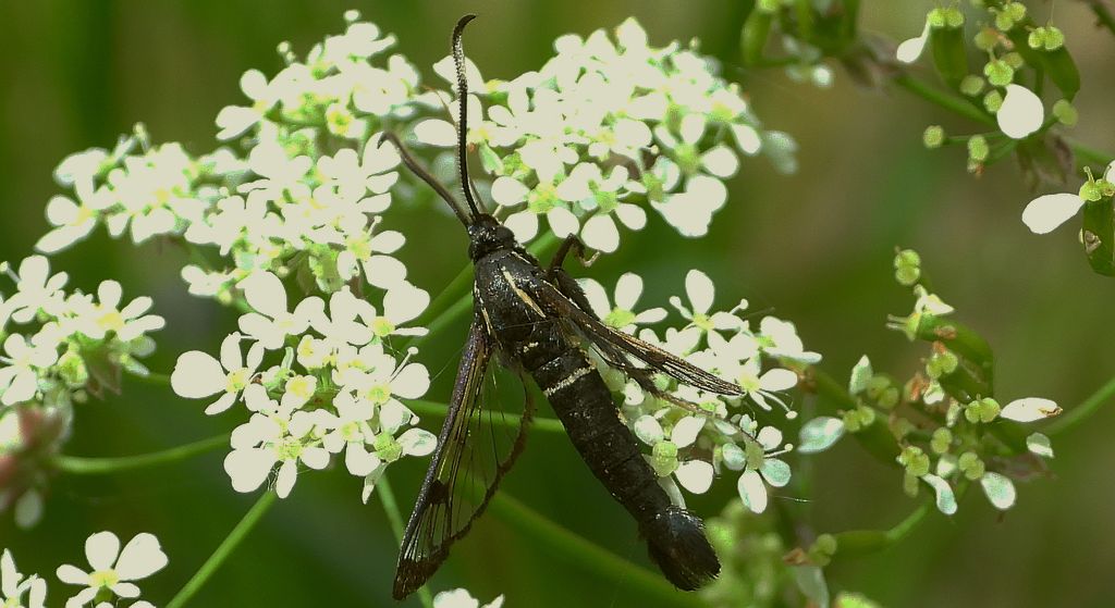 Przeziernik olchowiec (Synanthedon spheciformis)