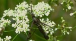 Przeziernik olchowiec (Synanthedon spheciformis)