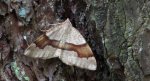 Nakreślik iwiniak (Plagodis pulveraria)
