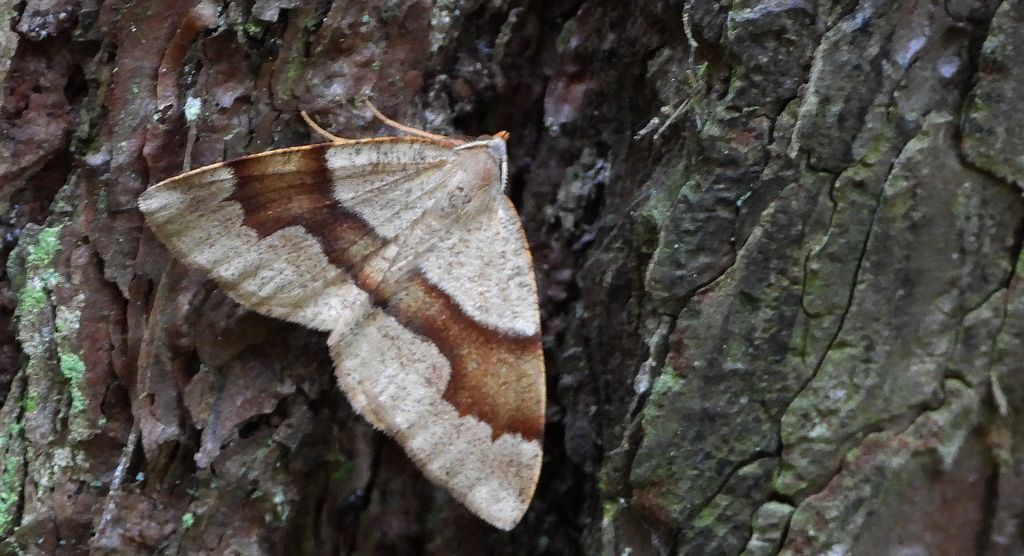 Nakreślik iwiniak (Plagodis pulveraria)