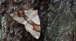 Nakreślik iwiniak (Plagodis pulveraria)