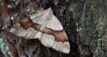 Nakreślik iwiniak (Plagodis pulveraria)