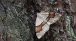 Nakreślik iwiniak (Plagodis pulveraria)