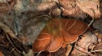Barczatka malinówka, kokonica malinówka (Macrothylacia rubi)