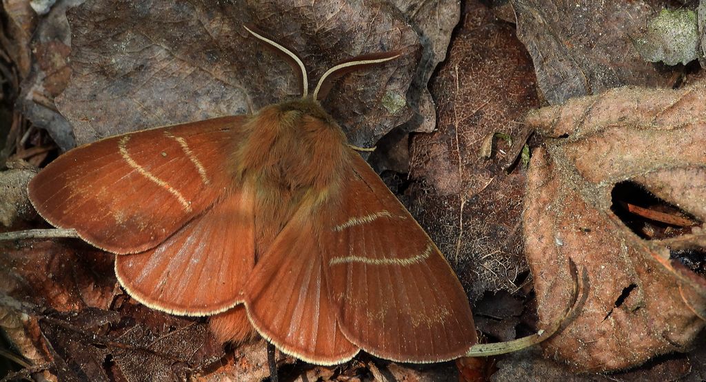 Barczatka malinówka, kokonica malinówka (Macrothylacia rubi)
