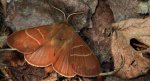 Barczatka malinówka, kokonica malinówka (Macrothylacia rubi)