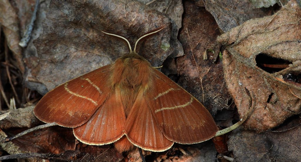 Barczatka malinówka, kokonica malinówka (Macrothylacia rubi)