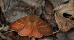Barczatka malinówka, kokonica malinówka (Macrothylacia rubi)