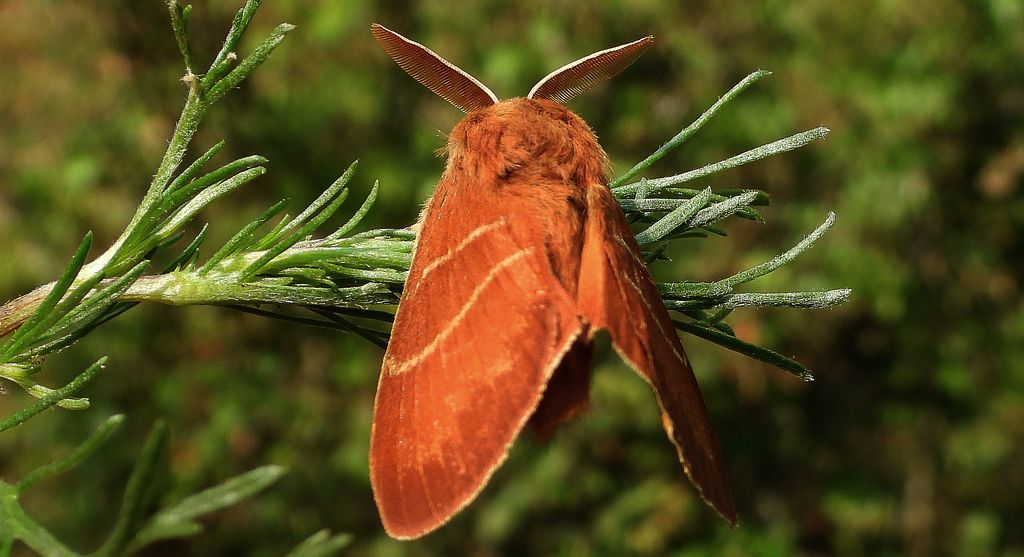 Barczatka malinówka, kokonica malinówka (Macrothylacia rubi)