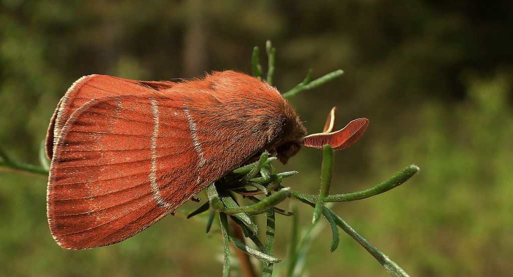 Barczatka malinówka, kokonica malinówka (Macrothylacia rubi)