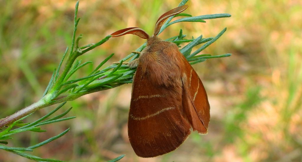 Barczatka malinówka, kokonica malinówka (Macrothylacia rubi)