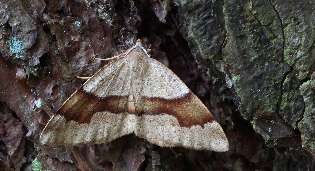 Nakreślik iwiniak (Plagodis pulveraria)