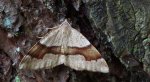 Nakreślik iwiniak (Plagodis pulveraria)