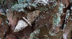 Grotnik kreskowiak (Eupithecia intricata)
