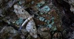 Grotnik kreskowiak (Eupithecia intricata)