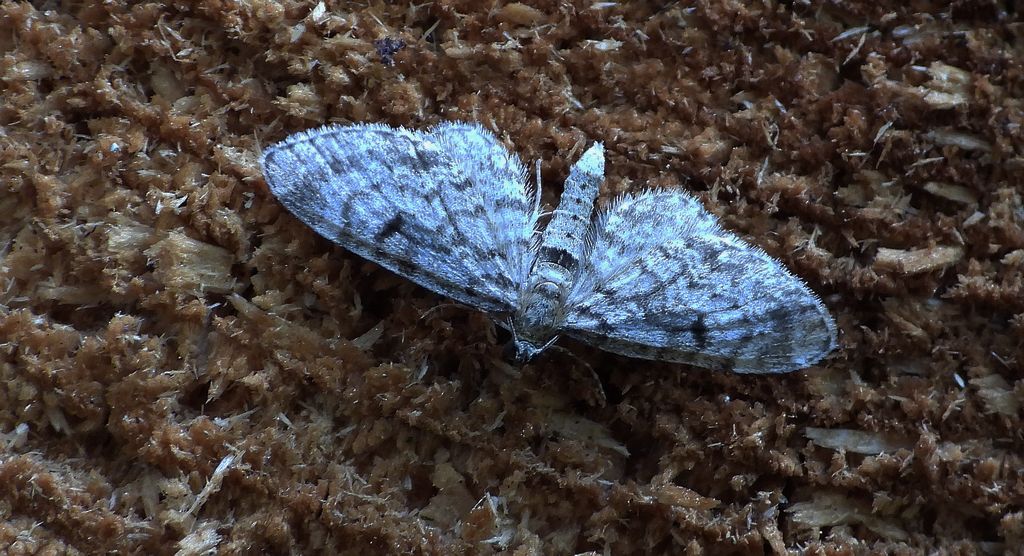 Grotnik kreskowiak (Eupithecia intricata)