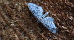 Grotnik kreskowiak (Eupithecia intricata)