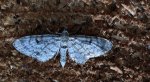 Grotnik kreskowiak (Eupithecia intricata)