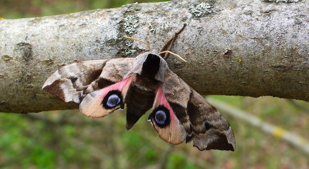 Nastrosz półpawik, gryzuń półpawik (Smerinthus ocellata syn. Smerinthus ocellatus)