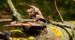 Nastrosz półpawik, gryzuń półpawik (Smerinthus ocellata syn. Smerinthus ocellatus)