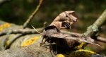 Nastrosz półpawik, gryzuń półpawik (Smerinthus ocellata syn. Smerinthus ocellatus)