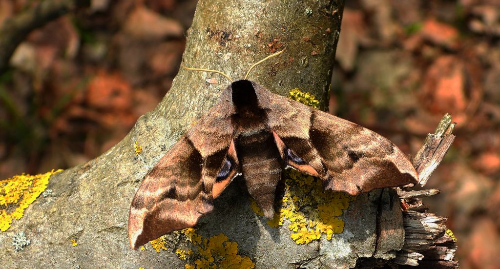 Nastrosz półpawik, gryzuń półpawik (Smerinthus ocellata syn. Smerinthus ocellatus)