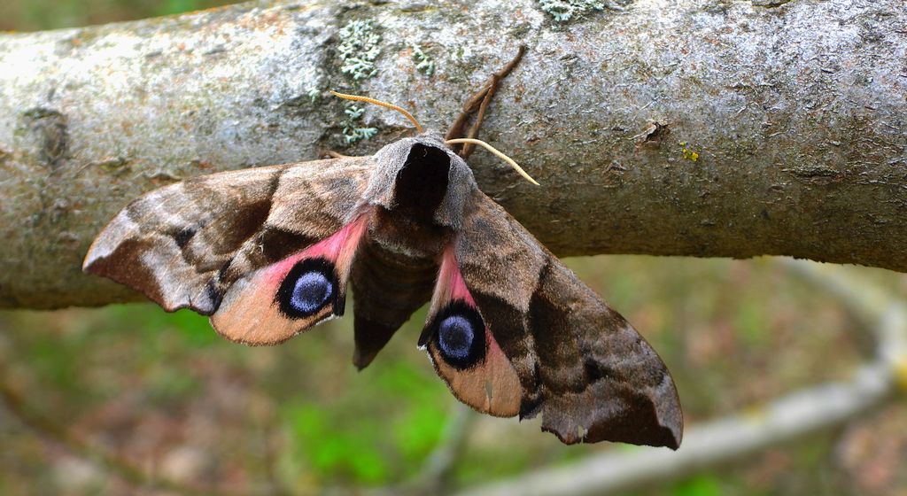 Nastrosz półpawik, gryzuń półpawik (Smerinthus ocellata syn. Smerinthus ocellatus)