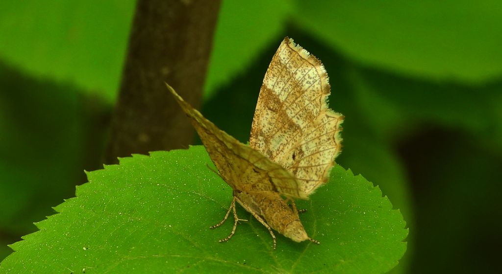 Cefis borówczak (Cepphis advenaria)