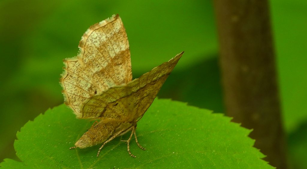 Cefis borówczak (Cepphis advenaria)
