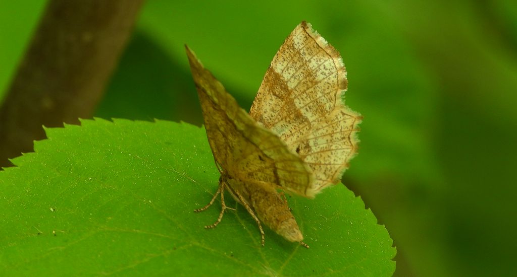 Cefis borówczak (Cepphis advenaria)