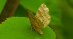Cefis borówczak (Cepphis advenaria)