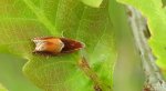 Zwójka - Ancylis mitterbacheriana