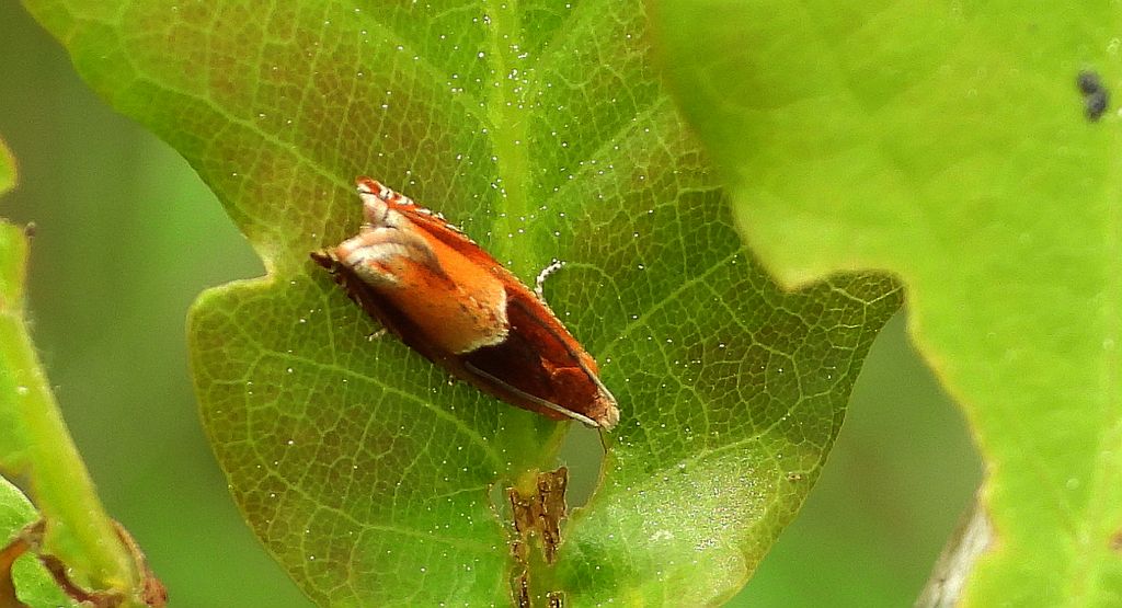 Zwójka - Ancylis mitterbacheriana