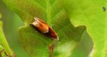 Zwójka - Ancylis mitterbacheriana